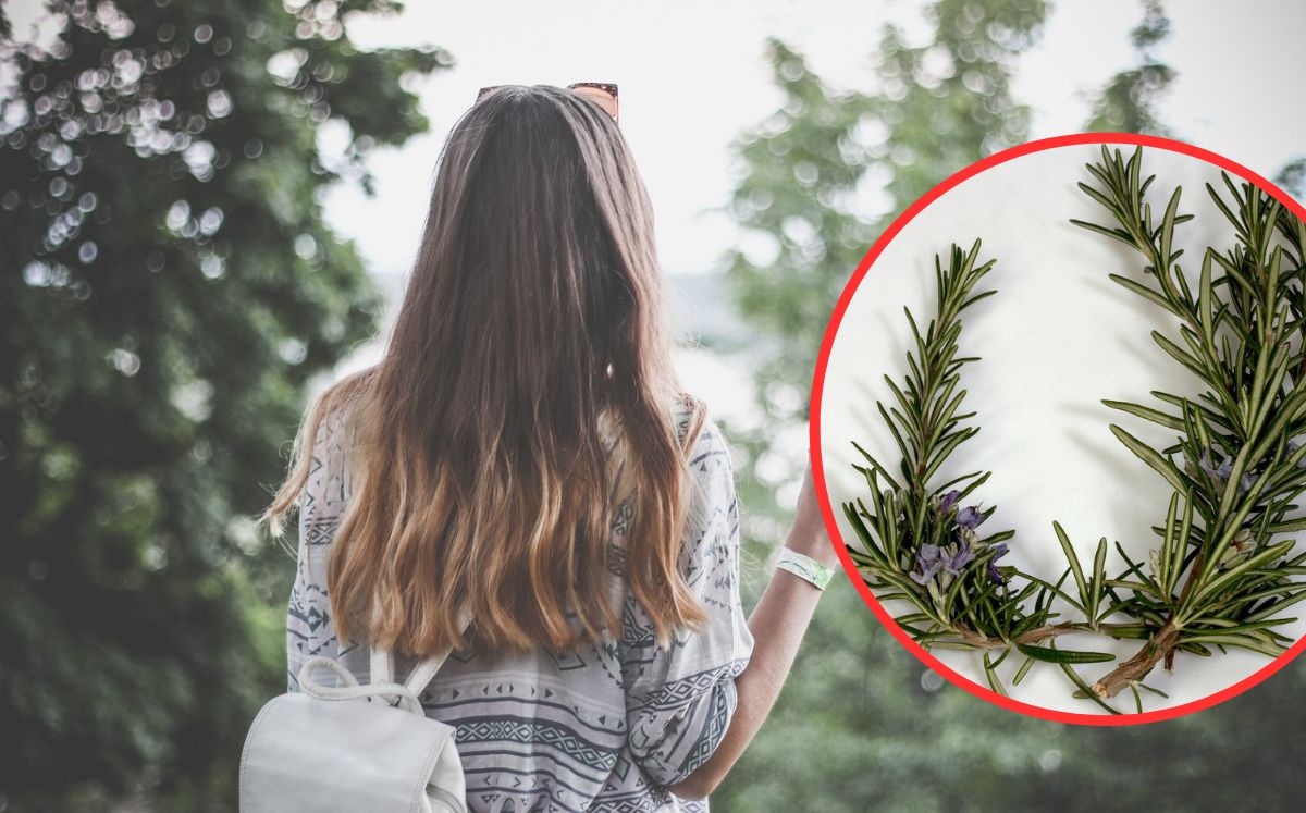 Cómo se prepara el shampoo de romero con ingredientes caseros Fama