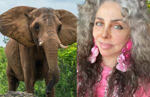 Hospitalizan a Verónica Castro por secuelas de accidente en elefante (Instagram)