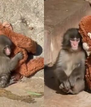 Te contamos todo sobre Punch, el tierno mono viral que tiene al internet vuelto loco (Fotos: X)