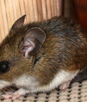 Hantavirus: Cómo protegerse de la variante de contagio humano (Instagram)