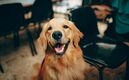 ¿Qué significa que tu perro te lama con frecuencia?: pexels