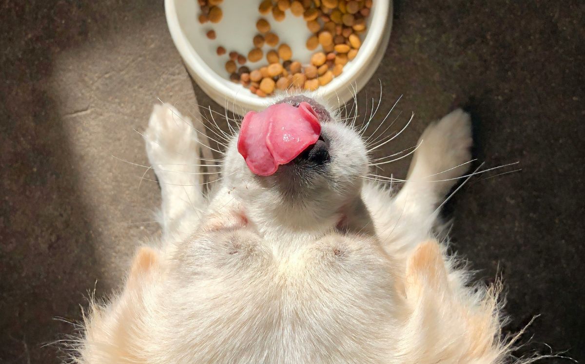 Salud canina: ¿Qué nutrientes debe tener la comida de tu perro? (Unsplash)