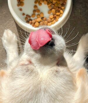 Salud canina: ¿Qué nutrientes debe tener la comida de tu perro? (Unsplash)