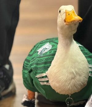 México vs Corea del Sur: Pato Merlín predice quién ganará el partido (Foto: Gabriela Hernández)