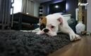 Lista actualizada de los sonidos que más molestan a los perros: pexels