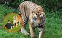 Muere exactor infantil tras ser atacado por un tigre en zoológico;