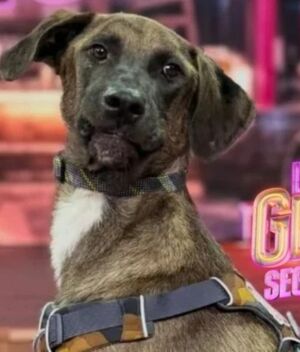Acusan maltrato animal en La Granja VIP por negligencia con Tlacoyo (Instagram)